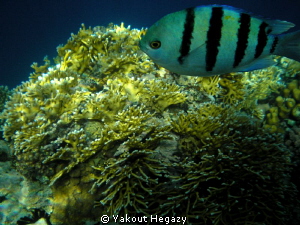 Sergeany magor &Fire coral by Yakout Hegazy 